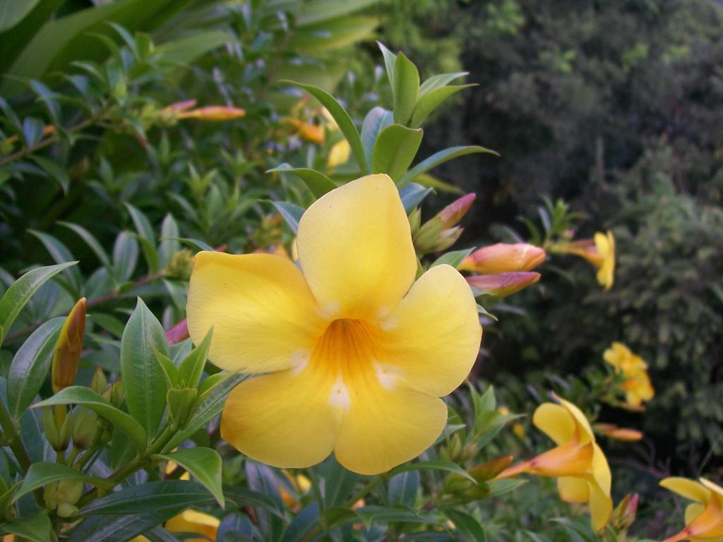 Villa Mango B&B Nosara Exteriér fotografie